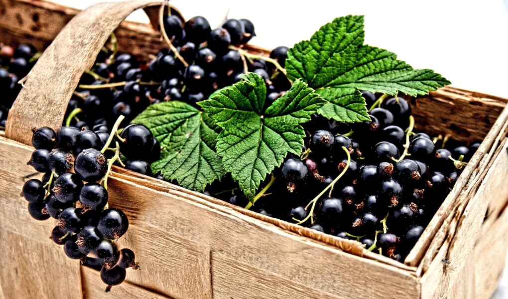 Spezialitäten aus Burgund