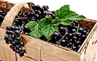 Spezialitäten aus Burgund